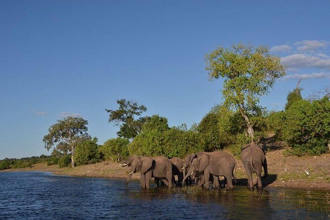 Private Tour - Game Drive & Rhino Walk Safari - Authentic Encounters and Real Traveler Experiences