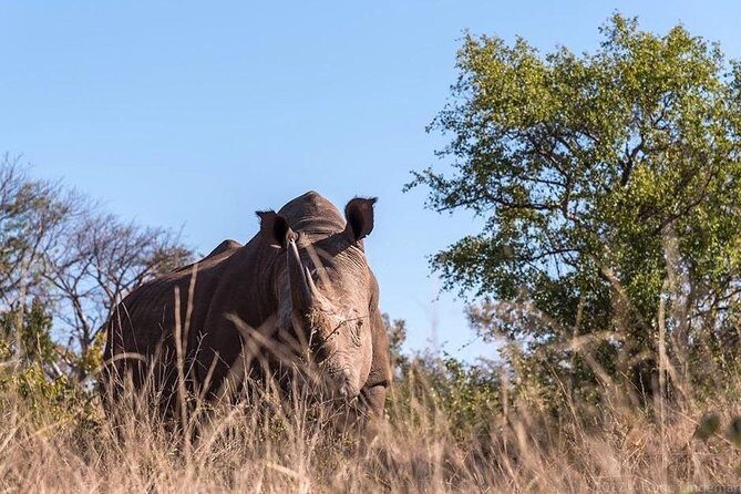 Private Tour - Game Drive & Rhino Walk Safari - Final Thoughts: Is This Tour Right for You?