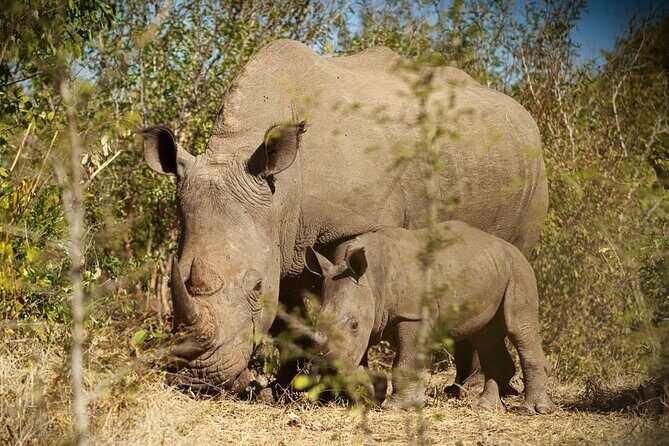 Private Tour - Game Drive & Rhino Walk Safari - In The Sum Up