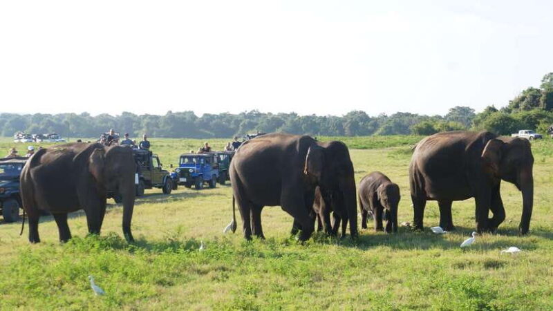 private tour guide in Sri lanka : 5 Days Tour Package - An In-Depth Look at the 5-Day Sri Lanka Tour