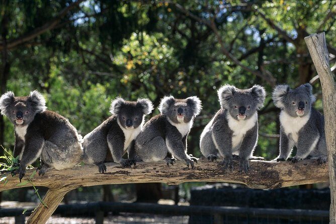 [Private Tour] Healesville Sanctuary Wildlife & Puffing Billy Steam Train - Discovering Victoria’s Gems: The Full Experience