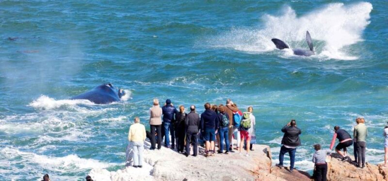 Private Tour: Hermanus- Boat Based Whale Watching Experience - An In-Depth Look at the Hermanus Whale Watching Tour