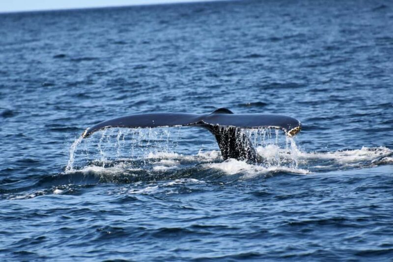 Private Tour: Hermanus Whale Watching & Penguin Colony Visit - Final Thoughts: Who Is This Tour Best For?