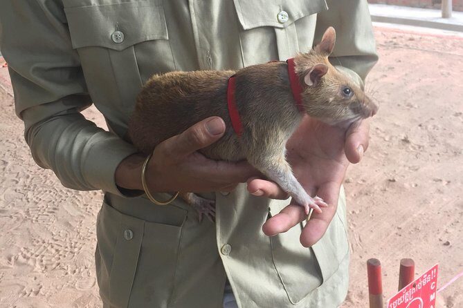 Private Tour: HERO Rats & Angkor National Museum - Discovering Cambodia’s Less-Visited Landmarks