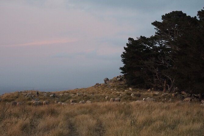 Private Tour Highlights of Christchurch NZ - Is This Tour Worth the Cost?