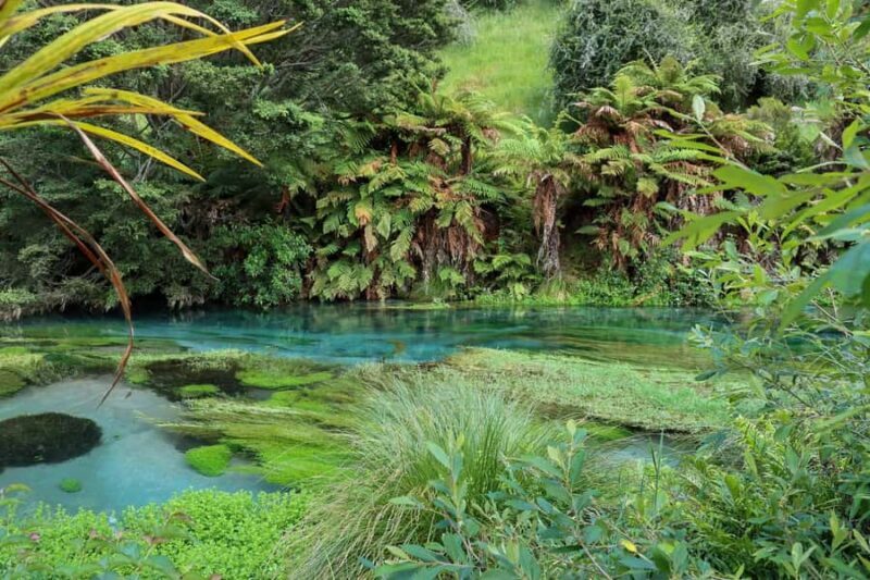 Private Tour: Hunua Falls, Blue Springs & Mclaren waterfall - An Honest Look at the Experience: What You Can Expect