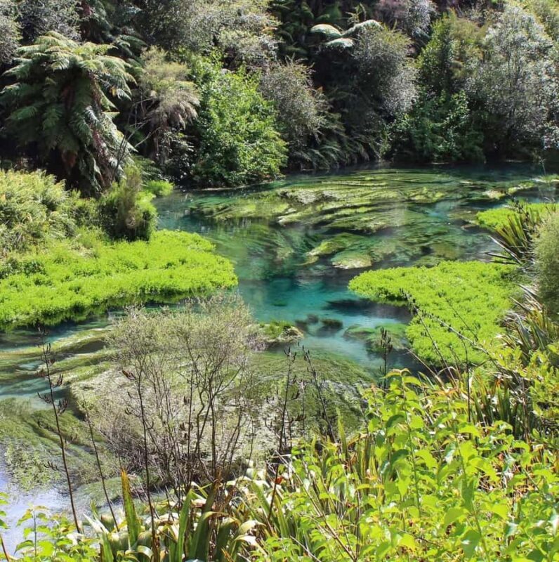 Private Tour: Hunua Falls, Blue Springs & Mclaren waterfall - Why This Tour Fits Different Travelers