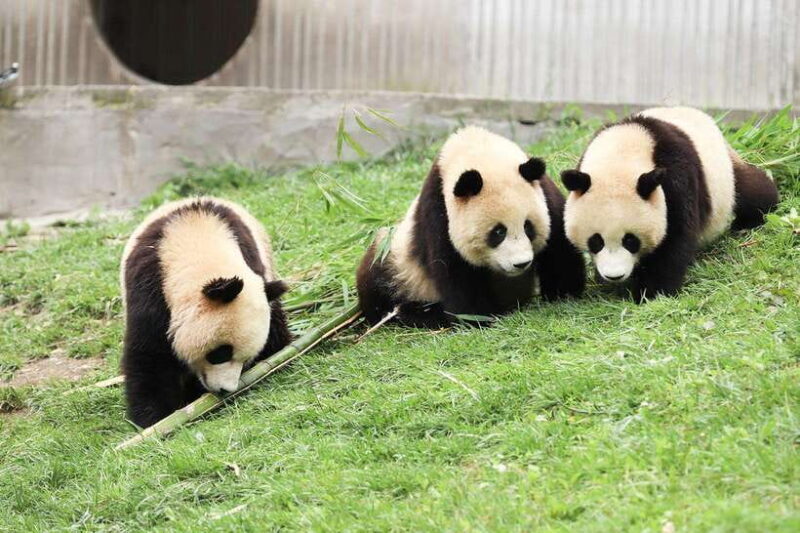 Private tour in Chengdu Panda Base and Leshan Giant Buddha - Key Points