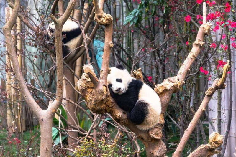 Private tour in Chengdu Panda Base and Leshan Giant Buddha - A Day in the Life: What to Expect on the Tour