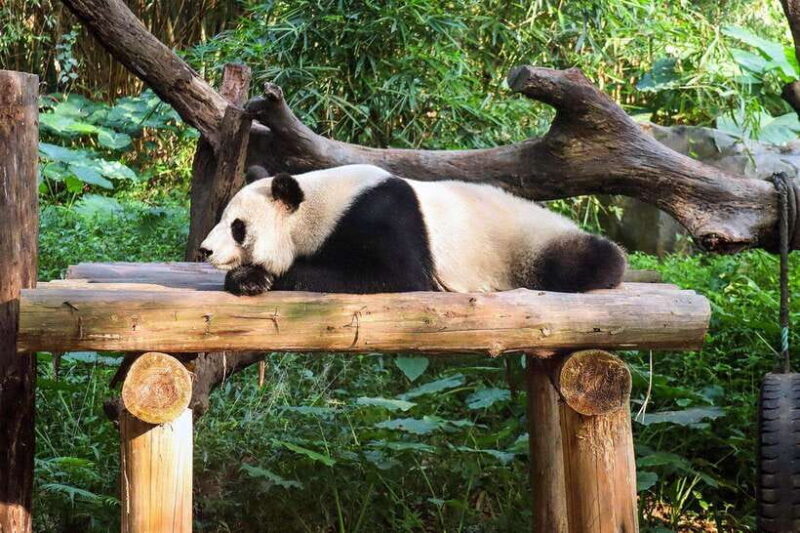 Private tour in Chengdu Panda Base and Leshan Giant Buddha - Final Thoughts: Who Is This Tour Best For?