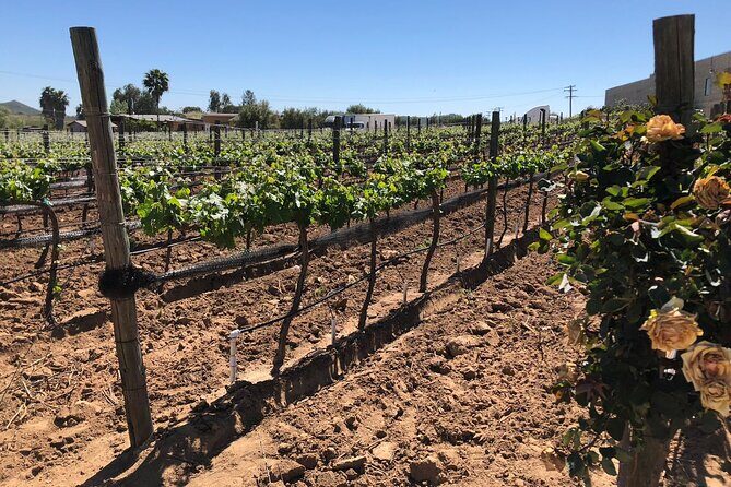 Private Tour in Guadalupe Valley, Vine Yards & Wine Route ENS MX - Practical Details & Tips