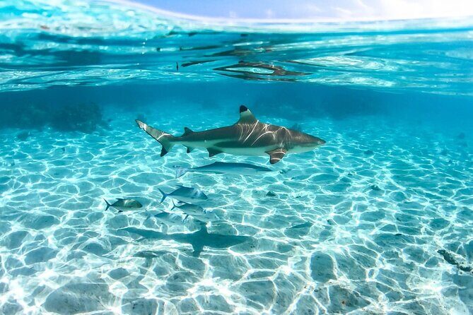 Private tour in Moorea by boat, visit and snorkeling - Final Thoughts