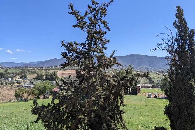 Private Tour in Valle De Guadalupe - Final Thoughts: Is This Tour Worth It?