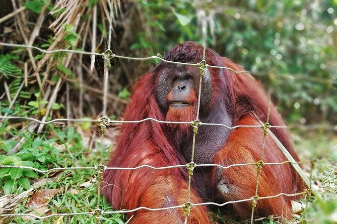 Private Tour: Ipoh Secrets Taiping Heritage & Orang Utan Island - Key Points