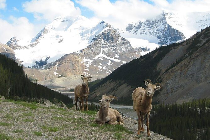 Private Tour: Majestic Mountains PHOTO SAFARI Drive - 4H - Exploring the Rockies with a Private PHOTO SAFARI Drive – 4 Hours