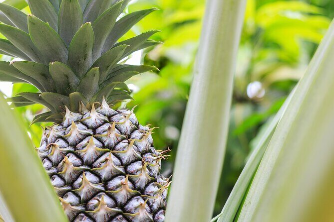 Private Tour Maui Pineapple Farm in Haliimaile - What the Tour Includes and Why It Matters