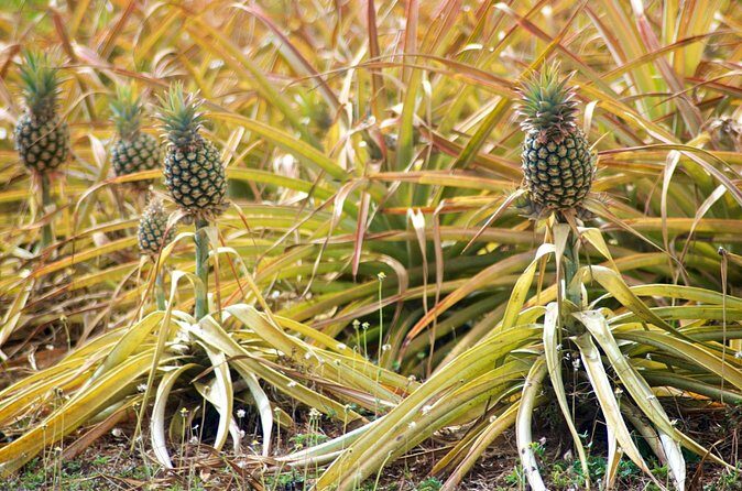 Private Tour Maui Pineapple Farm in Haliimaile - Practical Tips for Your Maui Pineapple Farm Tour