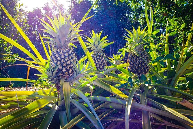 Private Tour Maui Pineapple Farm in Haliimaile - The Sum Up: Who Should Consider This Tour?