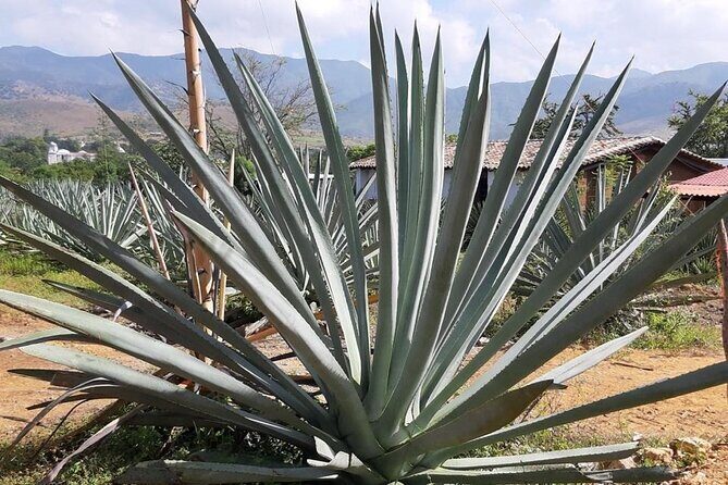 Private tour Mitla, Weavers town, Mezcal and Boil the water - The Sum Up