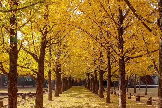 (Private tour) Nami Island + Railbike + Garden of morning calm - Final Thoughts: Is This Tour Right for You?
