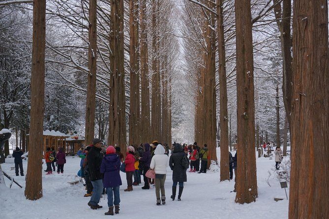 [Private Tour] Nami Island & Snow Viewing and Snow sled (More Members Less Cost) - A Detailed Look at the Tour