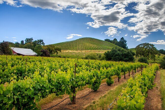 Private Tour Napa and Sonoma Valley Wine - An In-Depth Look at the Napa & Sonoma Private Tour