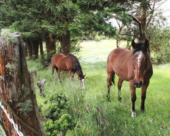 Private Tour : OAHU, MAUI, KAUAI or BIG ISLAND : Pick any Island - Key Points
