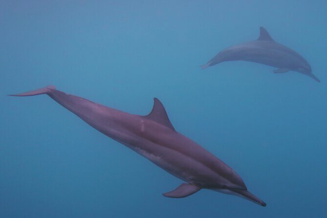 Private tour observing and swimming with humpback whales in Moorea - The Itinerary in Detail