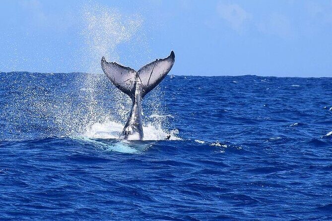 Private tour observing and swimming with humpback whales in Moorea - Final Thoughts