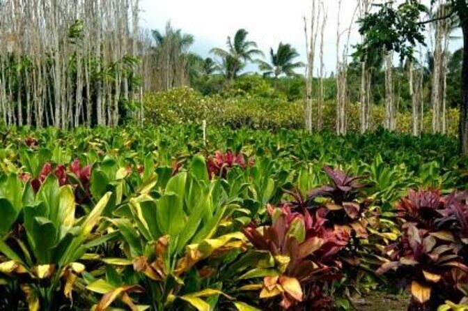 Private Tour of Maui, the Valley Isle - An Honest Look at the Private Tour of Maui, the Valley Isle