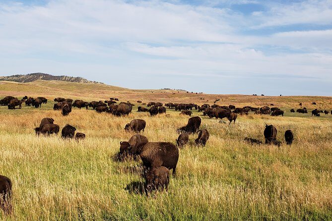 Private Tour of Mount Rushmore, Crazy Horse and Custer State Park - FAQs