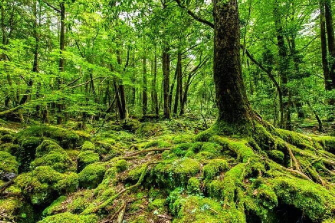 Private Tour of Mt. Fuji Culture and Nature Walk - An In-Depth Look at the Tour Itinerary