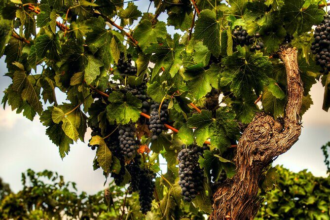 Private Tour of Rojina's Fleurieu in McLaren Vale - The Itinerary Breakdown