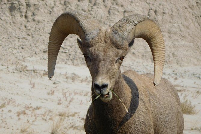 Private Tour of the Badlands with Local Experts - Detailed Breakdown of the Itinerary