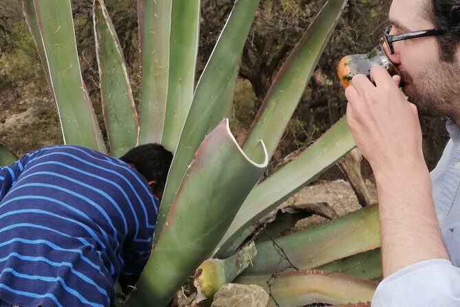 Private Tour of the Mezcal Route with Ancestral Drinks - The Experience of Guided Knowledge