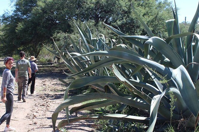 Private Tour of the Mezcal Route with Ancestral Drinks - The Value of a Private Experience