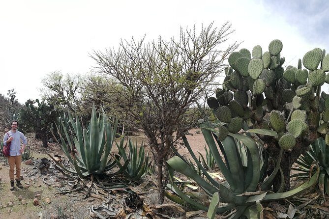 Private Tour of the Mezcal Route with Ancestral Drinks - Who Should Consider This Tour?