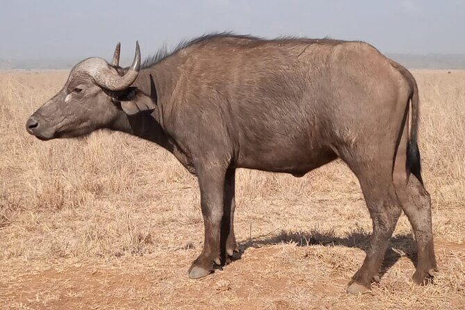 Private Tour of Tsavo East National Park from Mombasa - The Sum Up