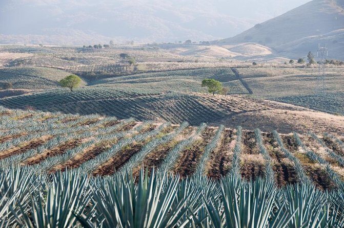 Private Tour one day of Adventure in Tequila and Tequilera Cascahuin - Exploring the Most Authentic Tequila Tour from Guadalajara