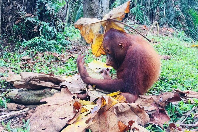 Private Tour : Orang Utan Island & Perak Cave Temple from Kuala Lumpur - Who Should Consider This Tour?