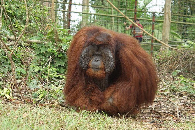 Private Tour : Orang Utan Island & Perak Cave Temple from Kuala Lumpur - Frequently Asked Questions