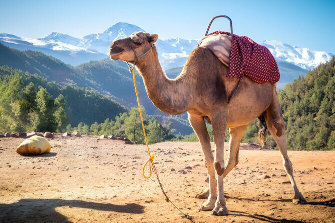 Private Tour Ourika Valley & Atlas Mountains - FAQ