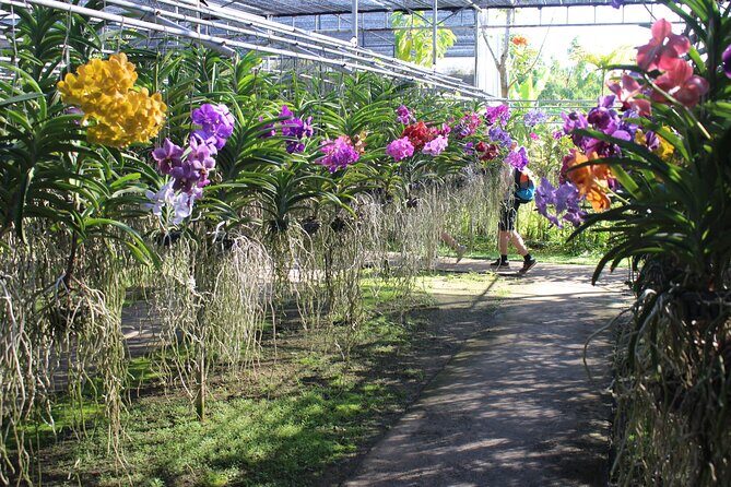 Private tour] Perfect day! Sticky waterfall + ChiangDao Cave + Wat BandenTemple - Who Should Consider This Tour?