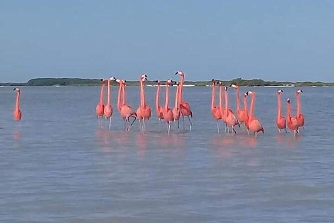 Private Tour: Pink Flamingos, Maya Temples and Ek Balam - The Experience – Authentic, Flexible, and Rewarding