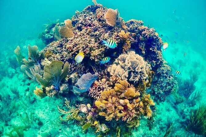 Private Tour Reefs and Corals Puerto Morelos Snorkel Lunch - Authentic Experiences and Traveler Feedback