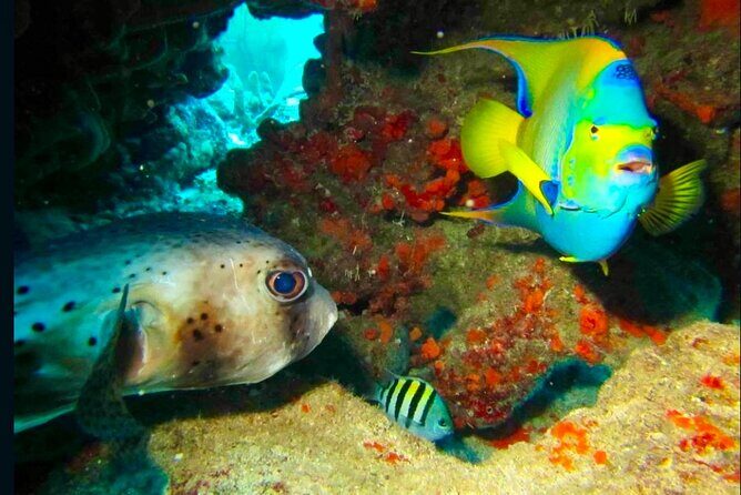 Private Tour Reefs and Corals Puerto Morelos Snorkel Lunch - Final Thoughts: Is This Tour Worth It?