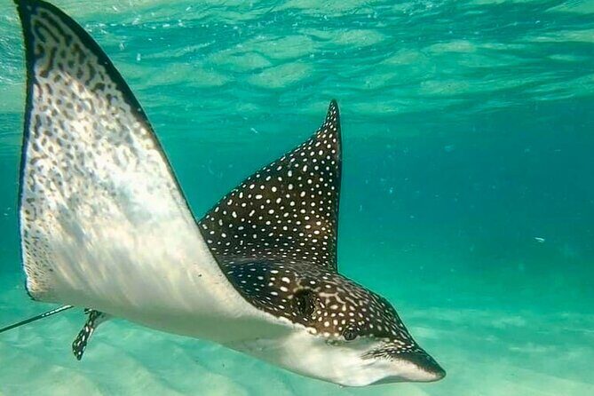 Private Tour Reefs and Corals Puerto Morelos Snorkel Lunch - FAQ