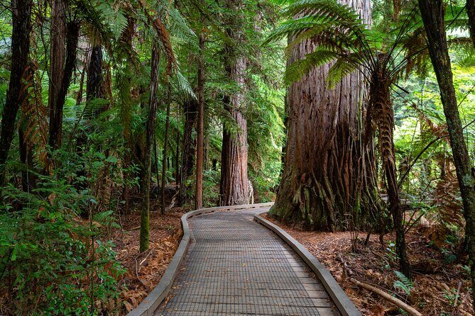 Private Tour Rotorua Waiotapu Redwood Forest and Polynesian Spa - Analyzing the Price and Overall Value
