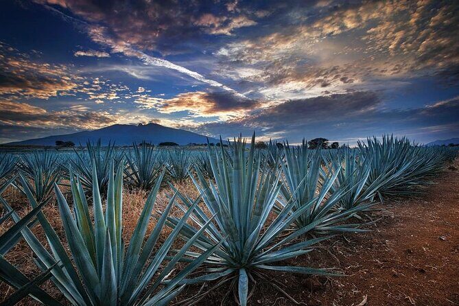 Private Tour Route Elaboration of Tequila in Guadalajara - What Travelers Say