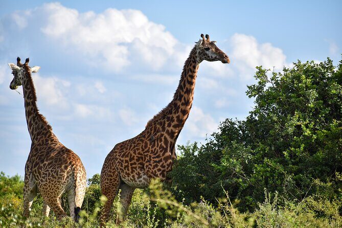 Private Tour Safari To Nairobi National Park - What Makes This Tour Stand Out?